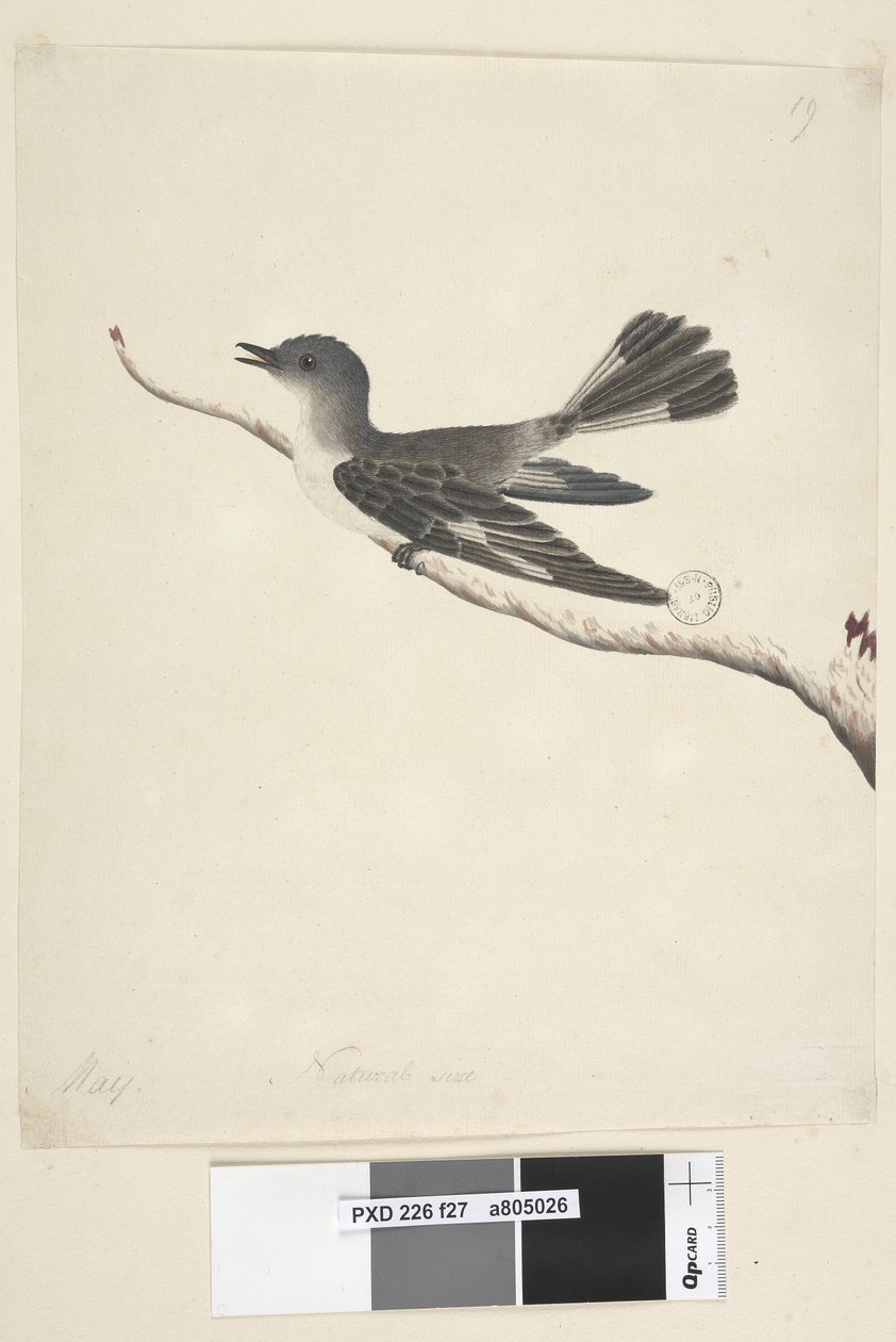 Page 27. Mai. taille naturelle Rouge-gorge à capuchon, femelle Melanodryas cucullata, 1791-92 - Unknown artist
