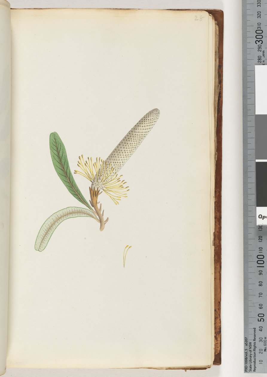 Page 28. Plante à fleurs, "une liane" - Unknown artist