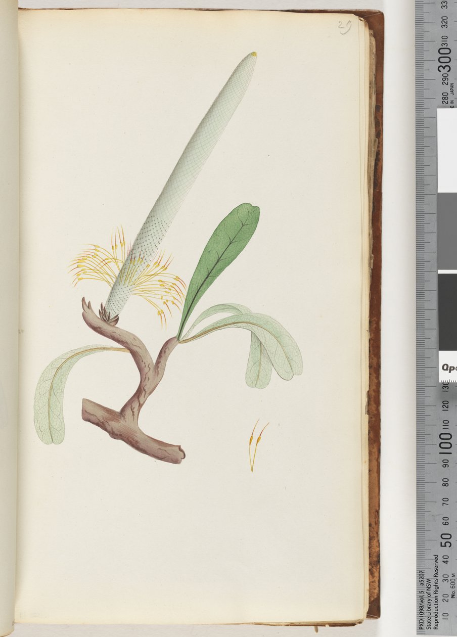 Page 29. Banksia côtier - Unknown artist