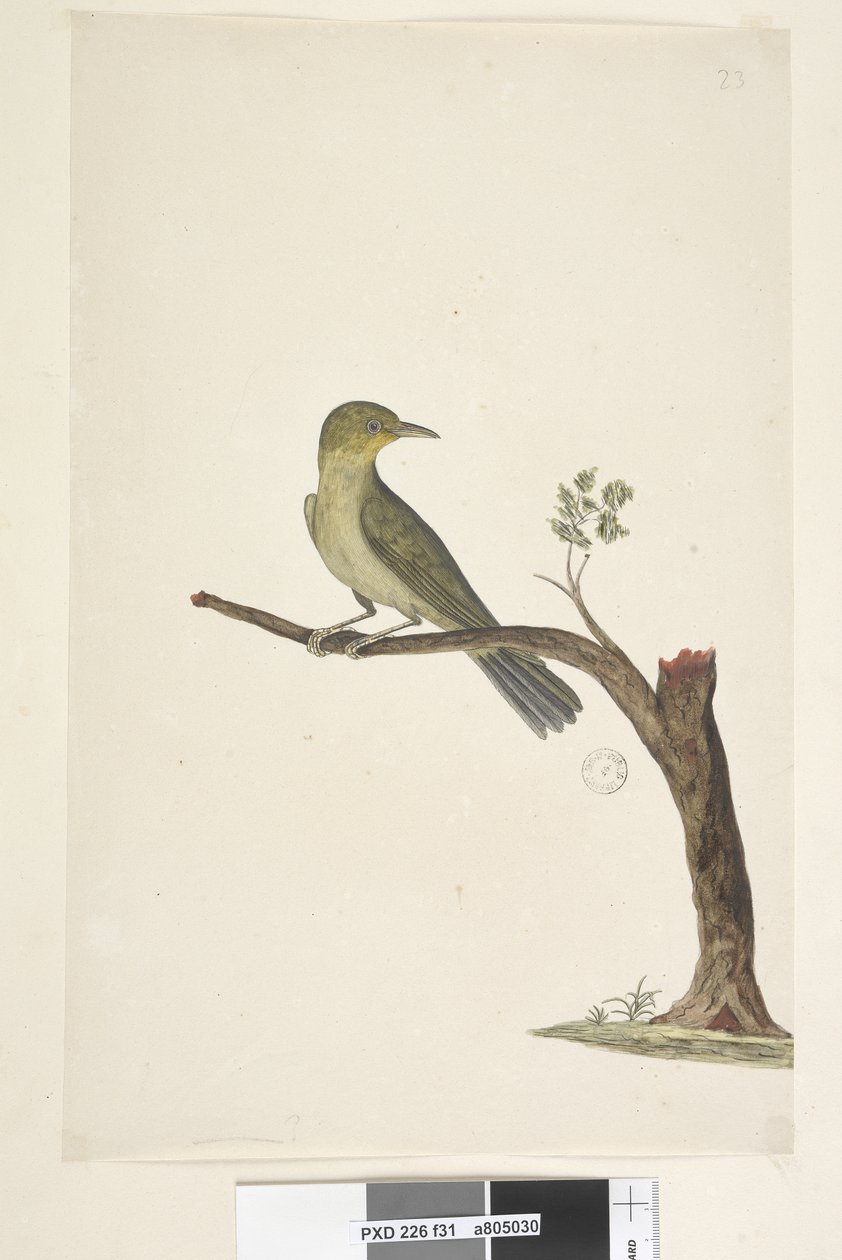 Page 31....? Mince, Bec blanc, Œil Zosterops tenuirostris, 1791-92 - Unknown artist