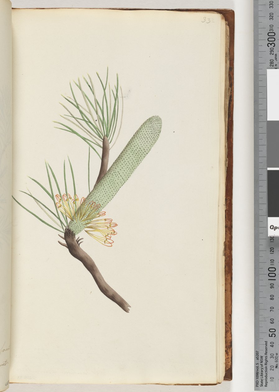 Page 33. Plante, Banksia spinulosa - Unknown artist