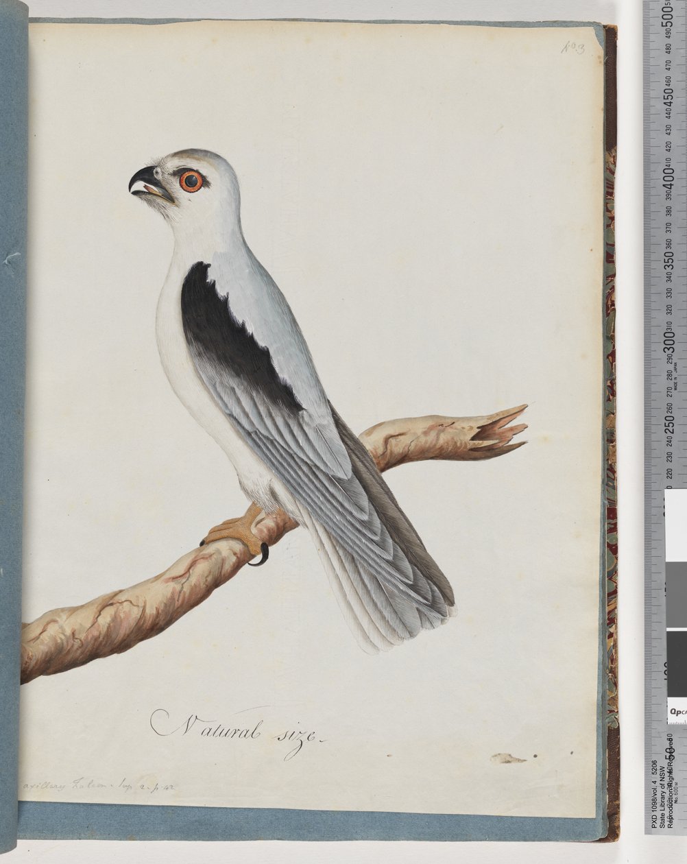Cerf-volant à épaules noires. Faucon axillaire - Unknown artist