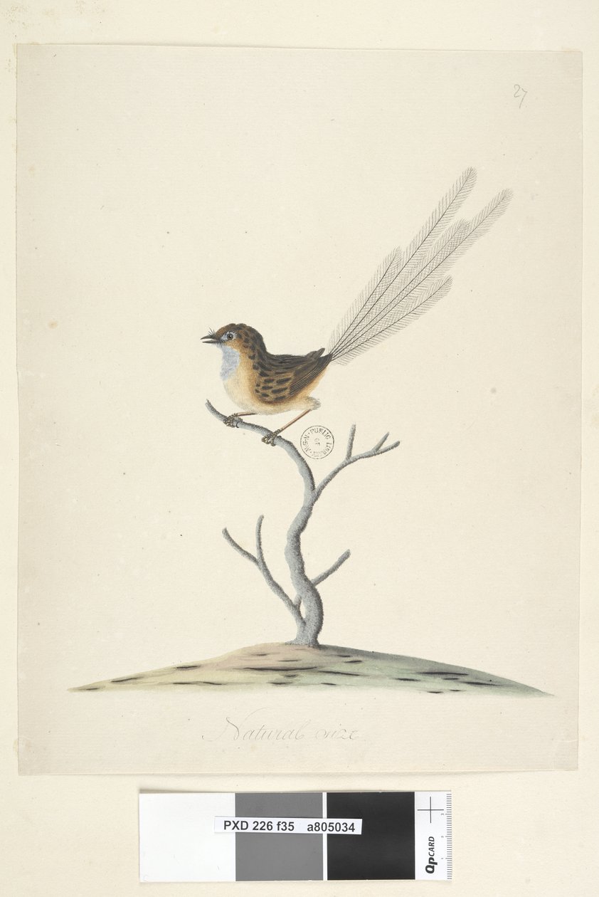Page 35. Taille réelle Émeu, Troglodyte, mâle Stipiturus malachurus, 1791-92 - Unknown artist