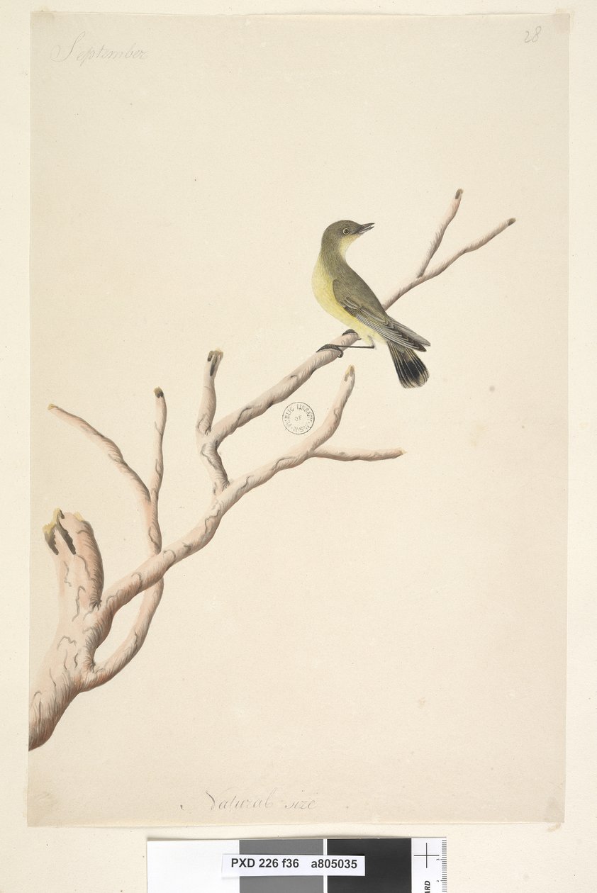 Page 36. Septembre. Taille réelle, Yellow Thornbill Acanthiza nana, 1791-92 - Unknown artist