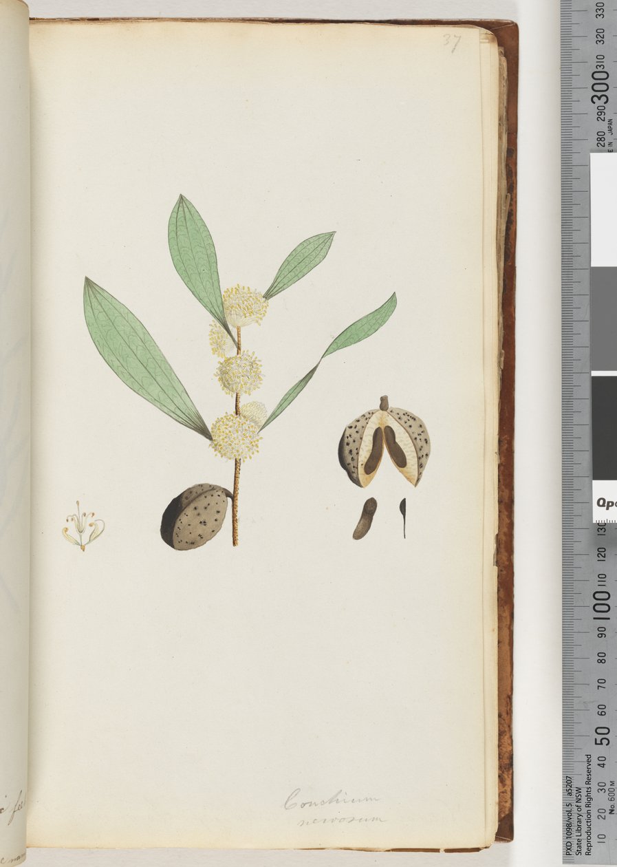 Page 37. Conchium nervosum - Unknown artist