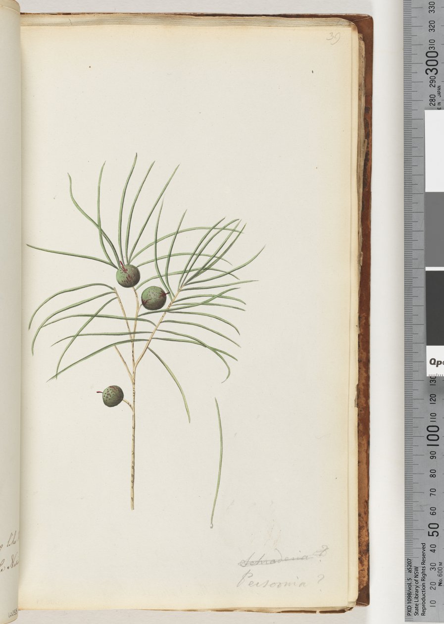 Page 39. Schraderia / Persoonia - Unknown artist