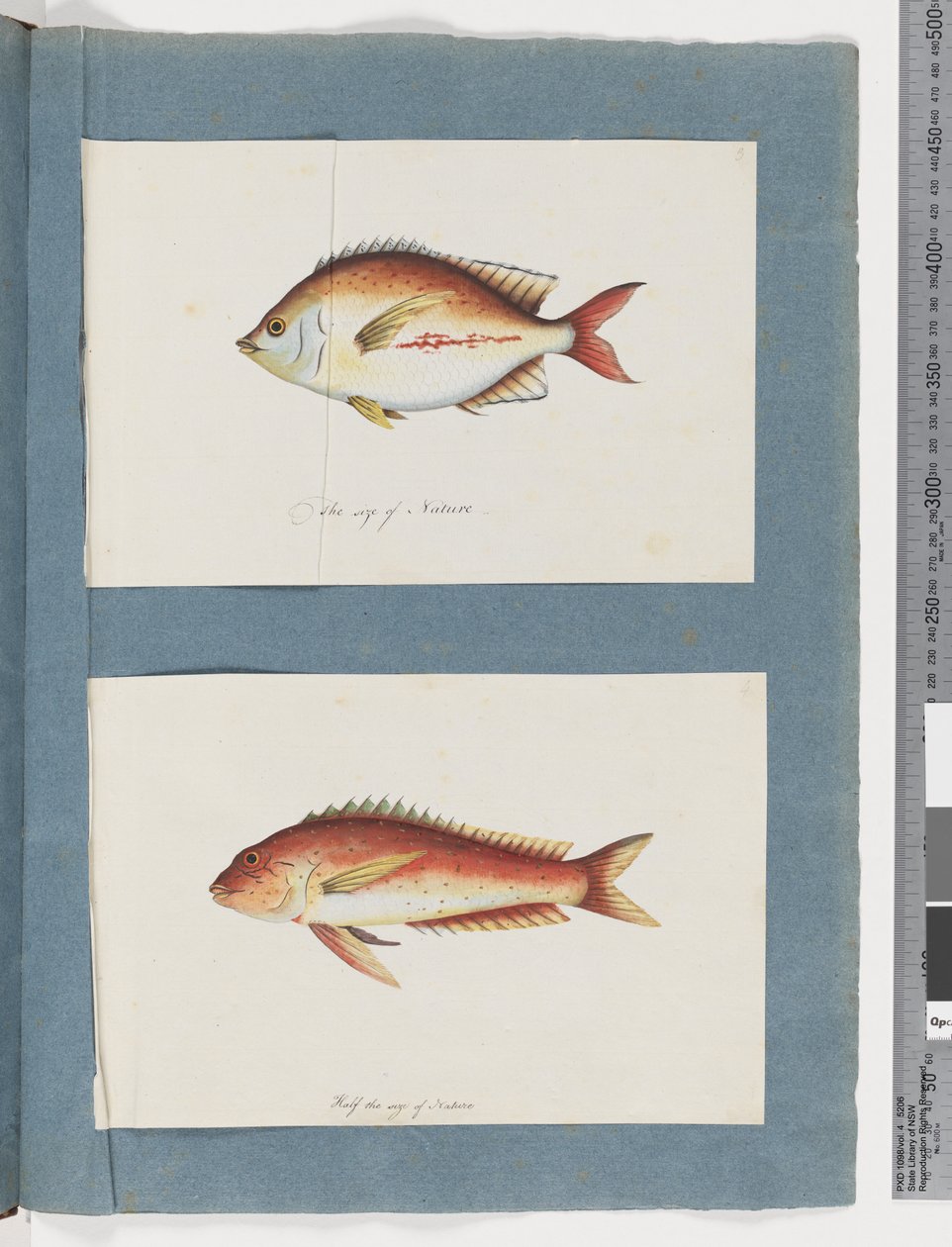Page 3. Poisson non identifié 4. Poisson non identifié - Unknown artist