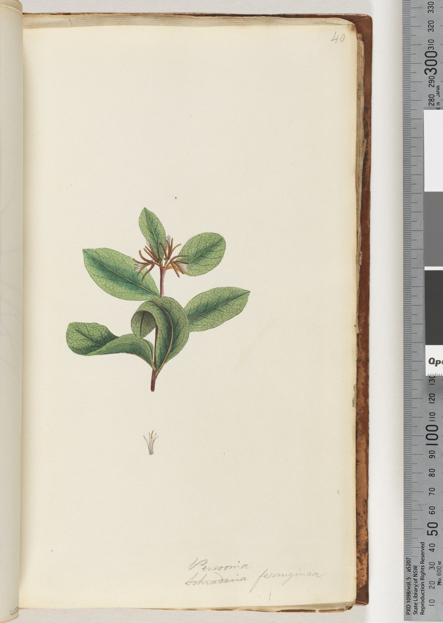 Page 40. Persoonia / Schraderia ferruginea - Unknown artist