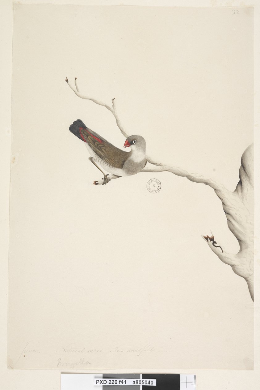 Page 41. Fringilla. au-dessus du titre dans une autre main Juin. Taille naturelle. Iris douteux Diamond Firetail Stagonopleura guttata, immature, 1791-92 - Unknown artist