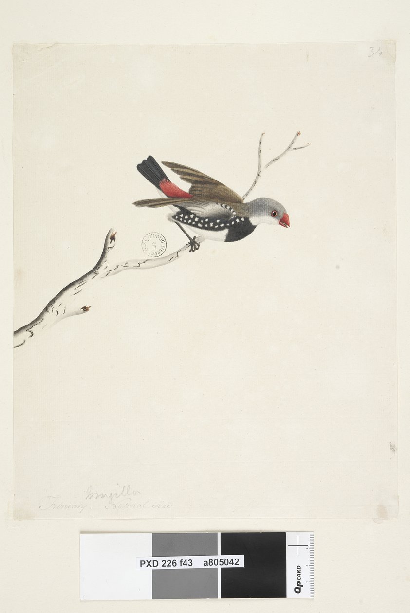 Page 43. Fringilla. sous le titre dans une autre main février. Taille réelle Diamant à gouttelettes Stagonopleura guttata, 1791-92 - Unknown artist