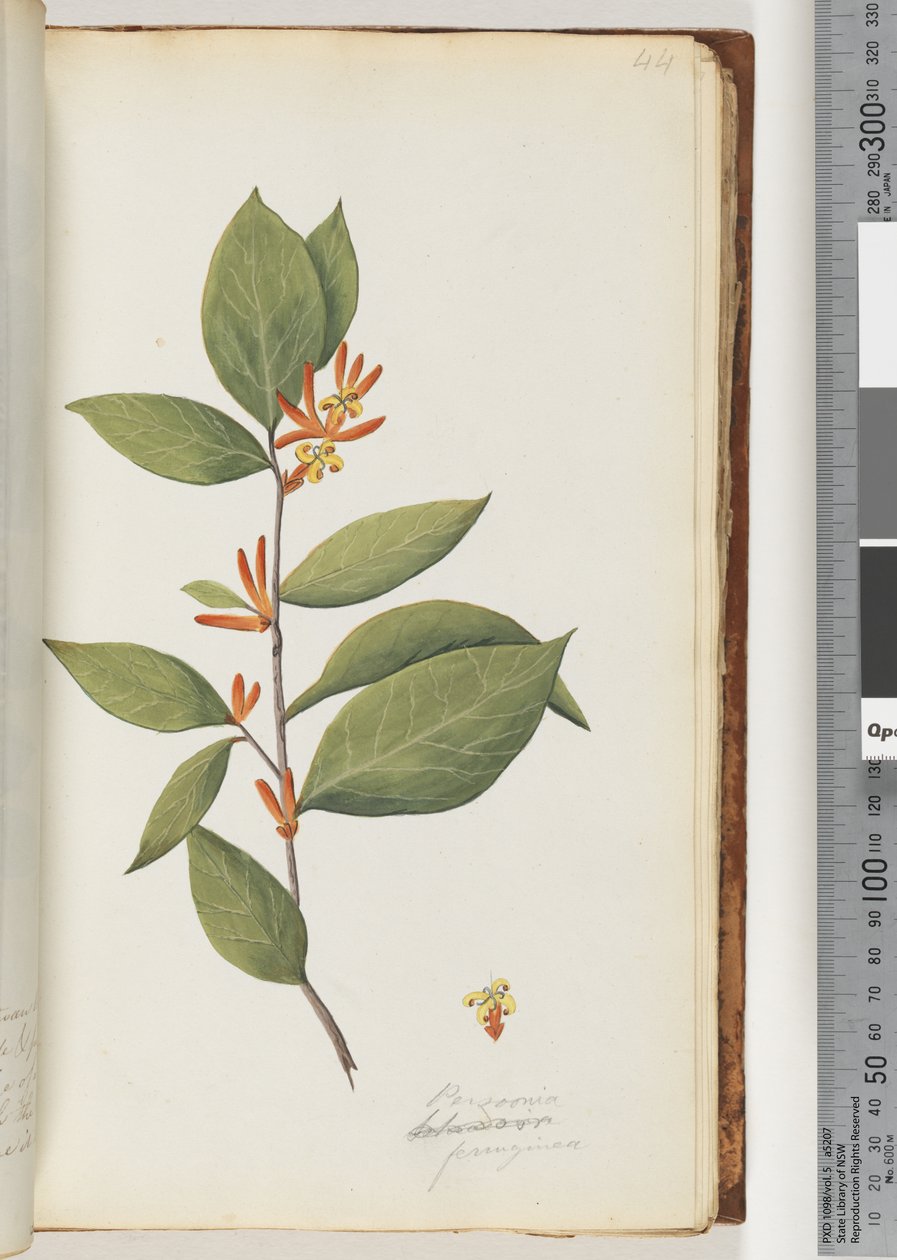 Page 44. Persoonia / Schraderia ferruginea - Unknown artist