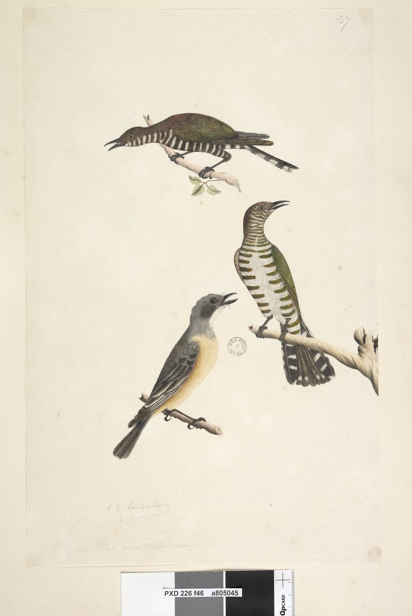 Page 46. Cuculus. le long du bord inférieur dans une autre main Ces oiseaux dessinés à taille naturelle. Les deux oiseaux supérieurs sont des Coucous bronzés dorés, le troisième est un Siffleur roux Lamprococcyx plagosus Chrysococcyx lucidis, 1791-92 - Unknown artist