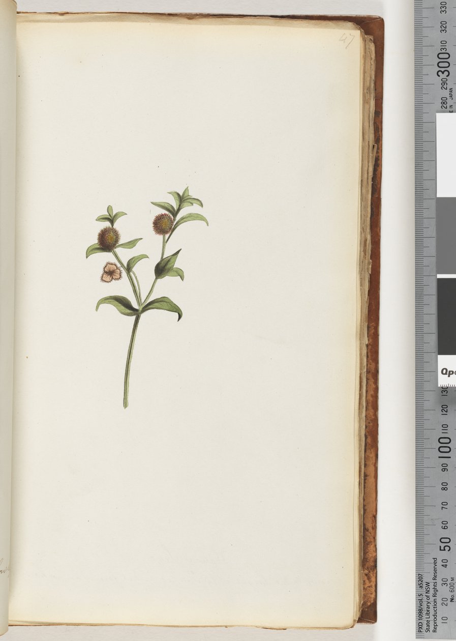 Page 47. Plante non identifiée - Unknown artist
