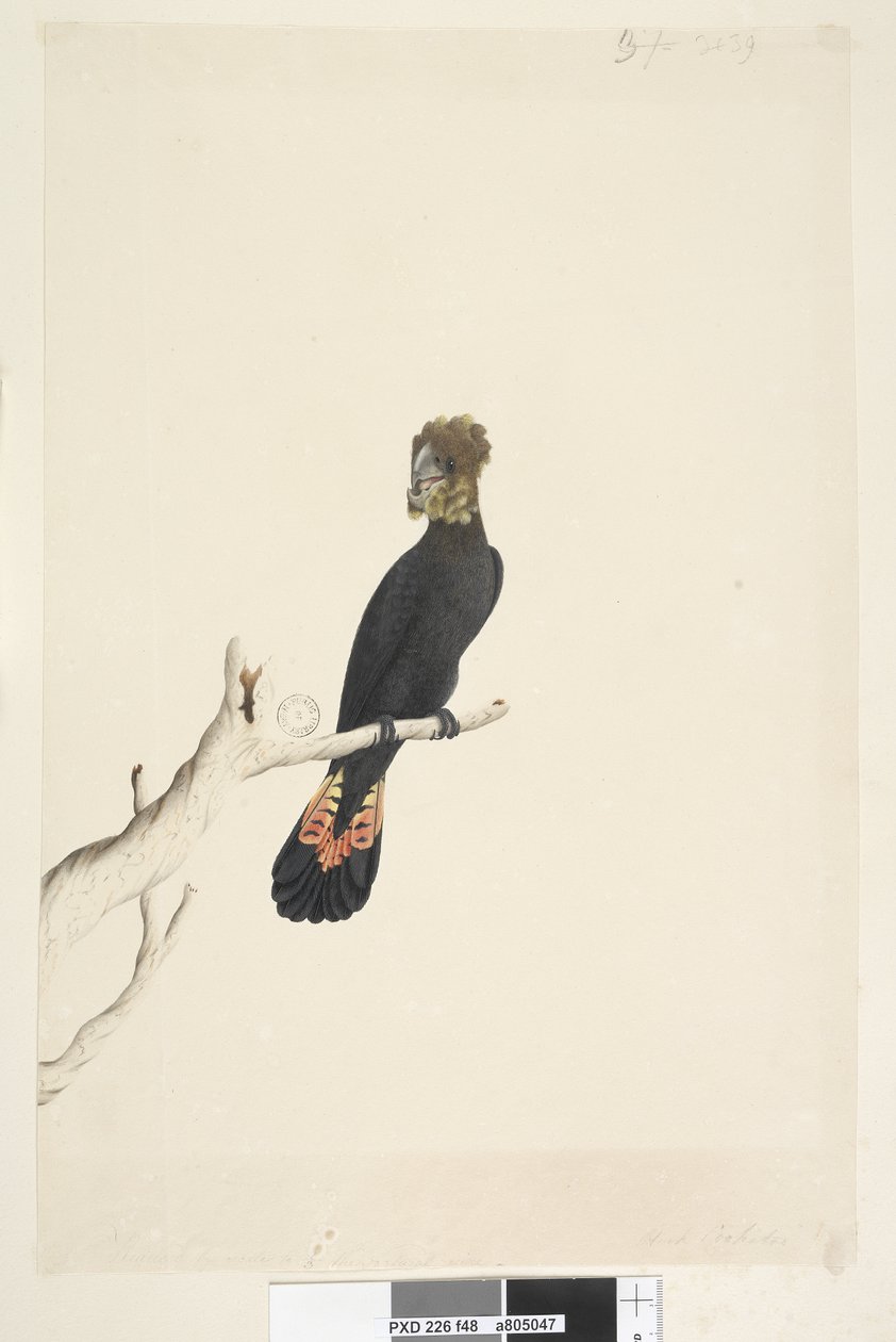 Page 48. Black Cockatoo. Glossy Black Cockatoo Calyptorhynchus lathami, femelle, 1791-92 - Unknown artist