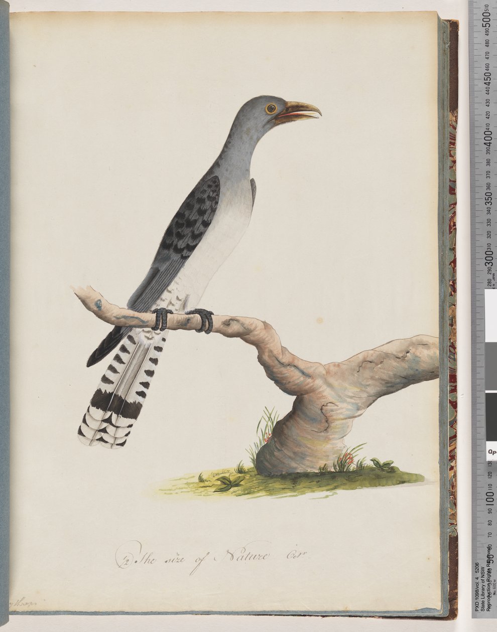 Page 49. Oiseau non identifié. Scythrops - Unknown artist