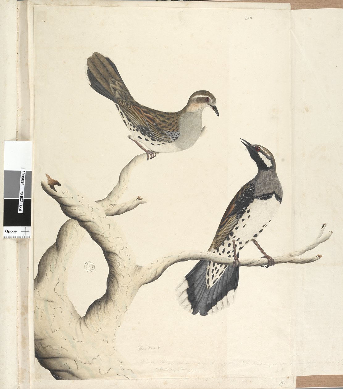 Page 4. Turdus. Dessiné à la taille naturelle, étant les deux seuls de ce genre encore vus dans la colonie, juin 1792 Spotted Quail Thrush Cinclosoma punctatum - Unknown artist