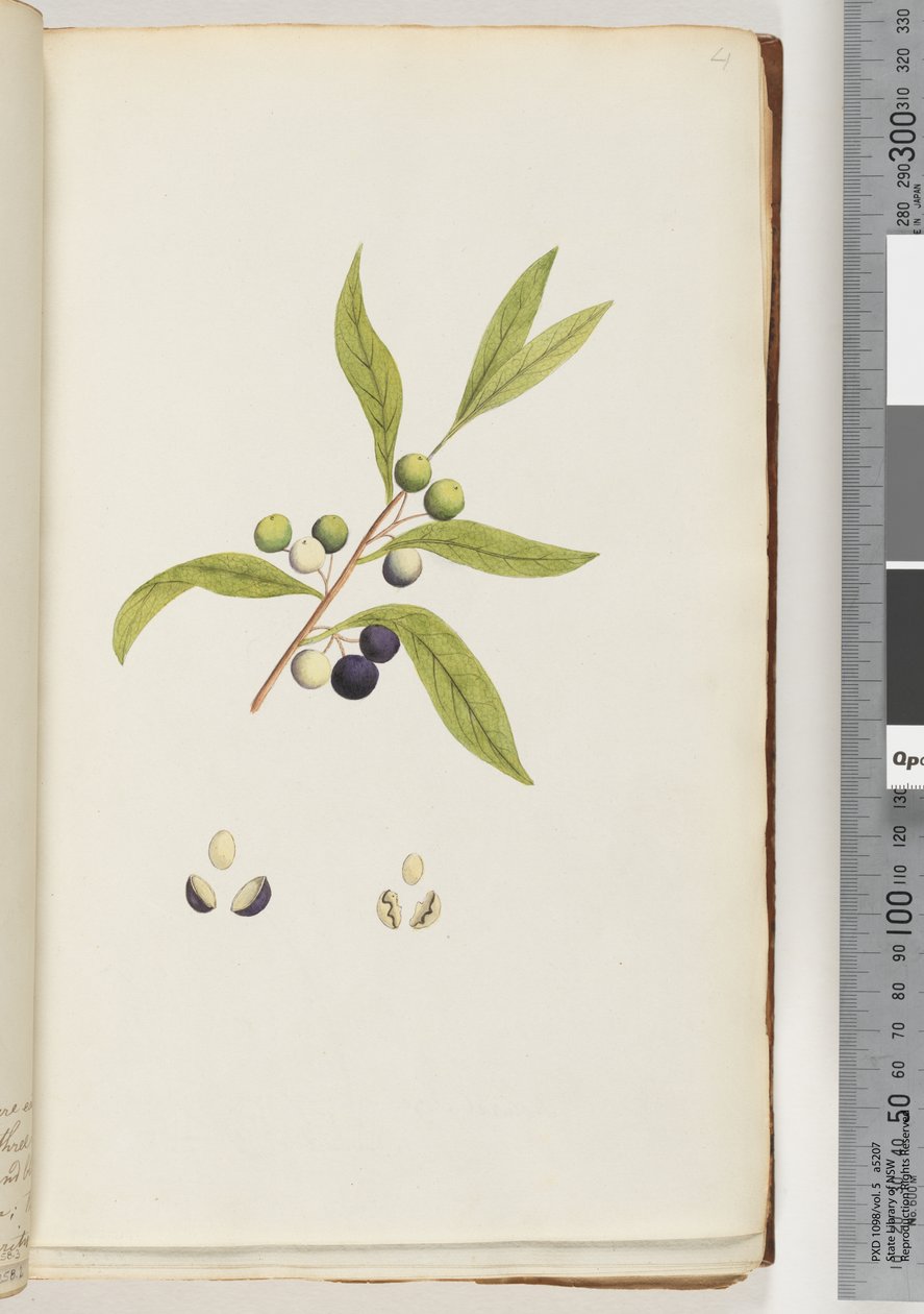 Plante non identifiée - Unknown artist