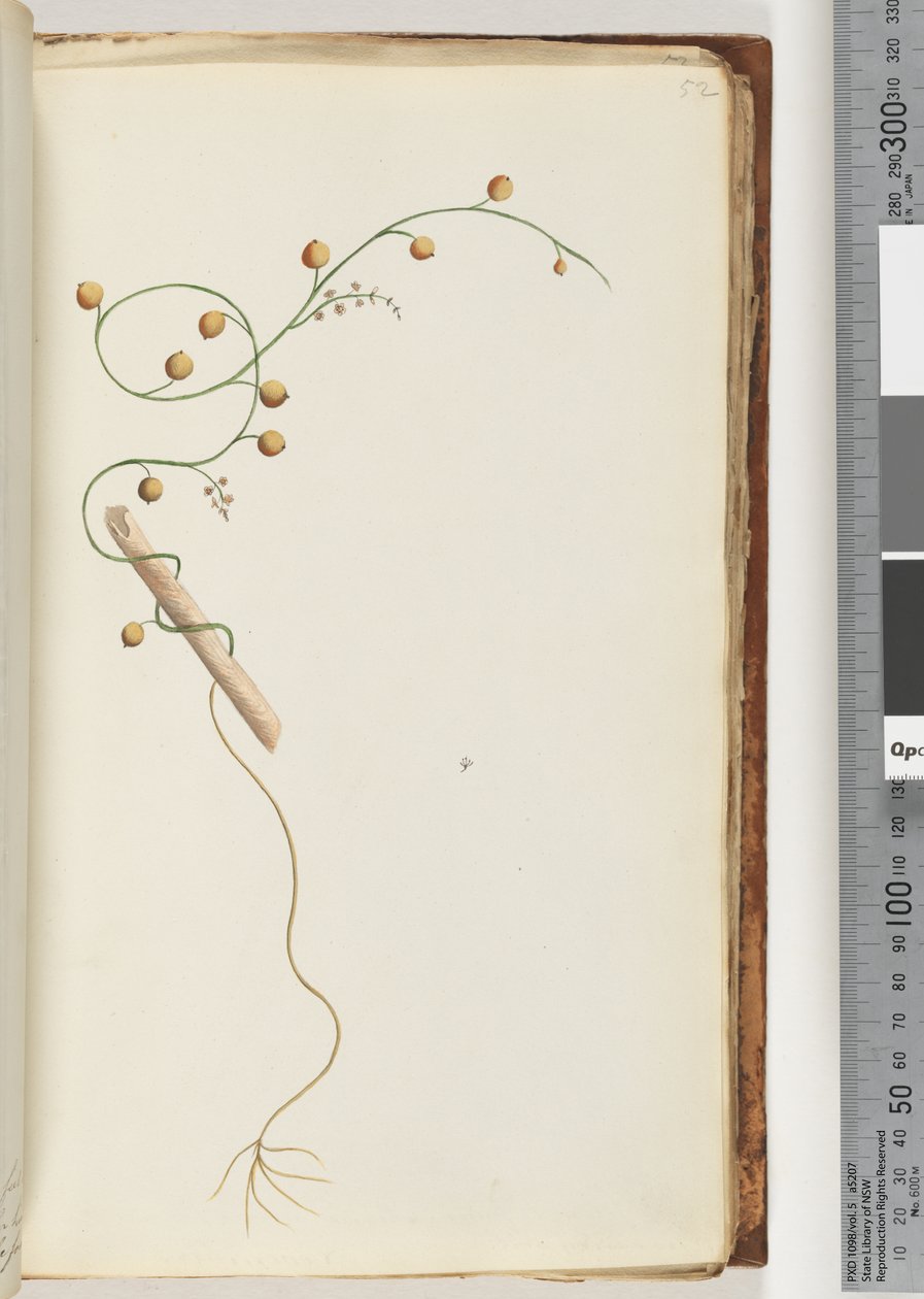 Page 52. Plante non identifiée - Unknown artist