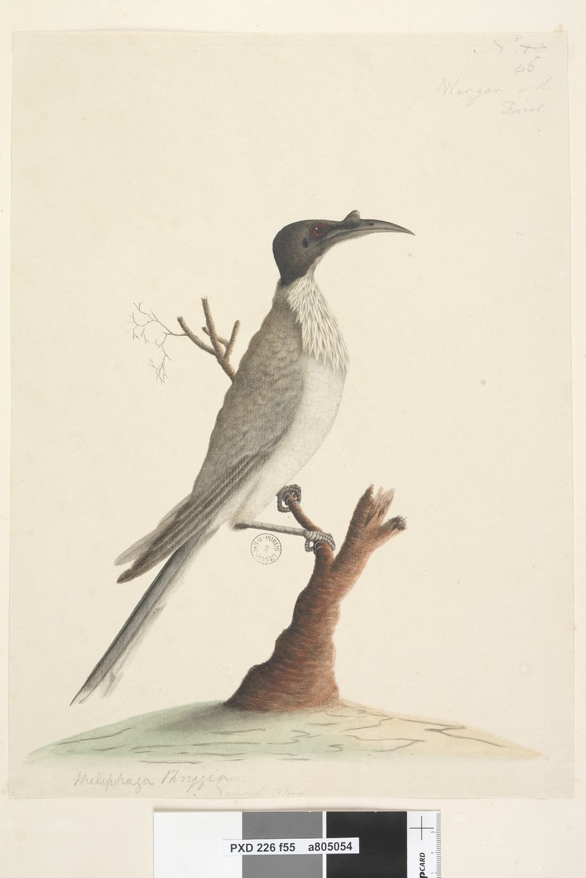 Page 55. Wer,gan ou le Frère. Meliphaga Phrygia. taille naturelle Noisy Friarbird Philemon corniculatus, 1791-92 - Unknown artist