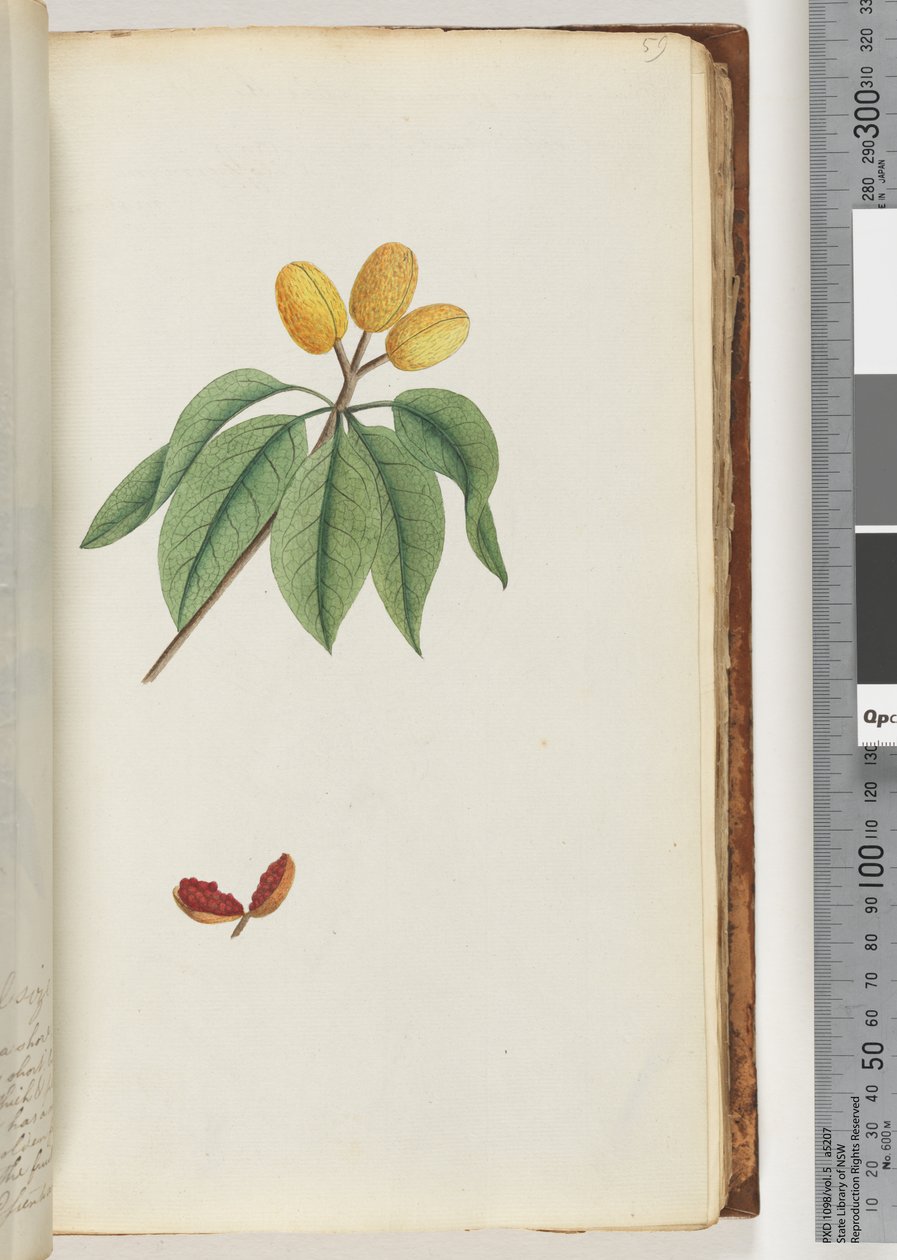 Page 59. Pilospermum mapon - Unknown artist