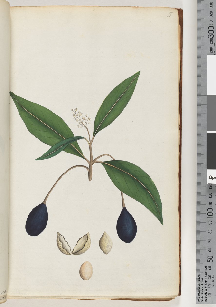 Page 5. Plante non identifiée - Unknown artist