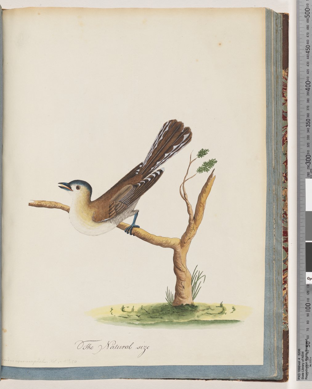 Page 60. Oiseau non identifié. Turdus cyanocephalus. Grive à tête bleue - Unknown artist