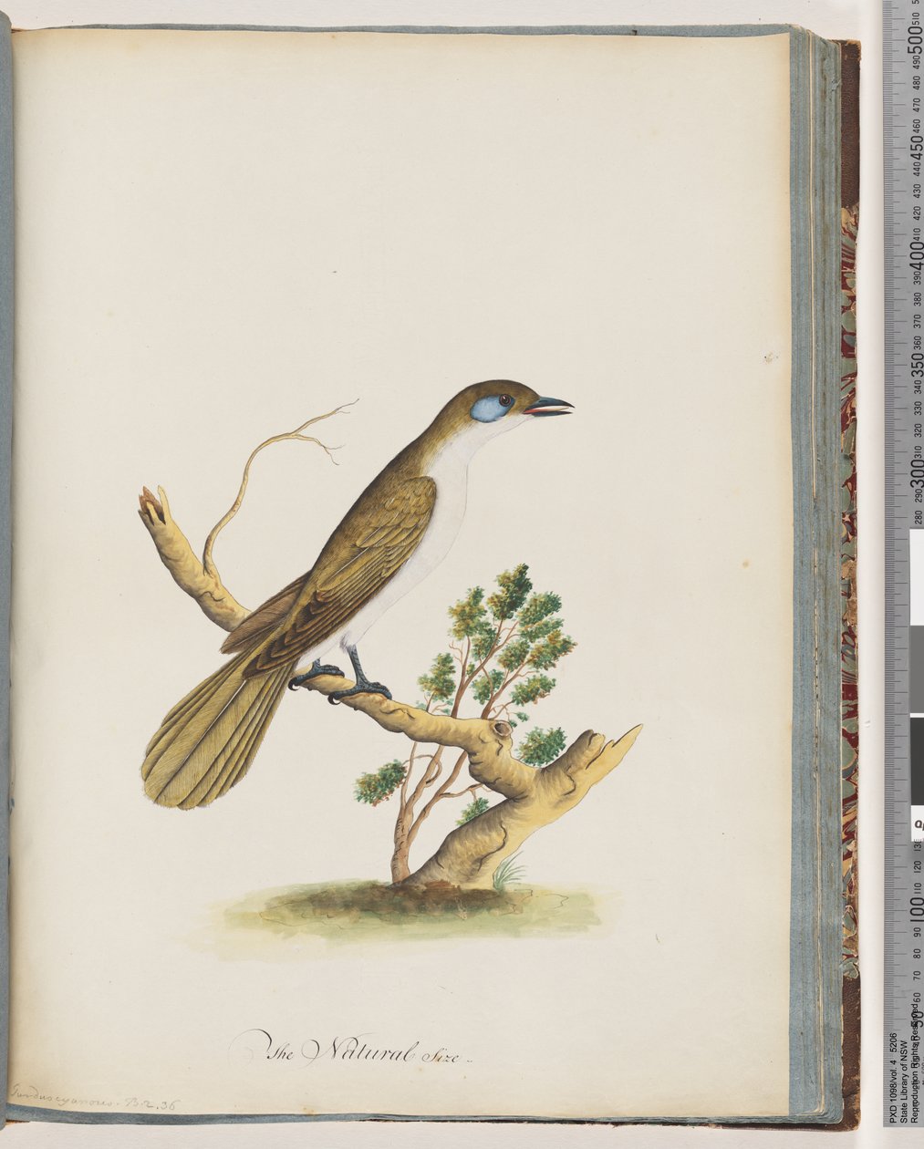 Page 61. Méliphage à face bleue. Turdus cyanoris. Grive à joues bleues - Unknown artist