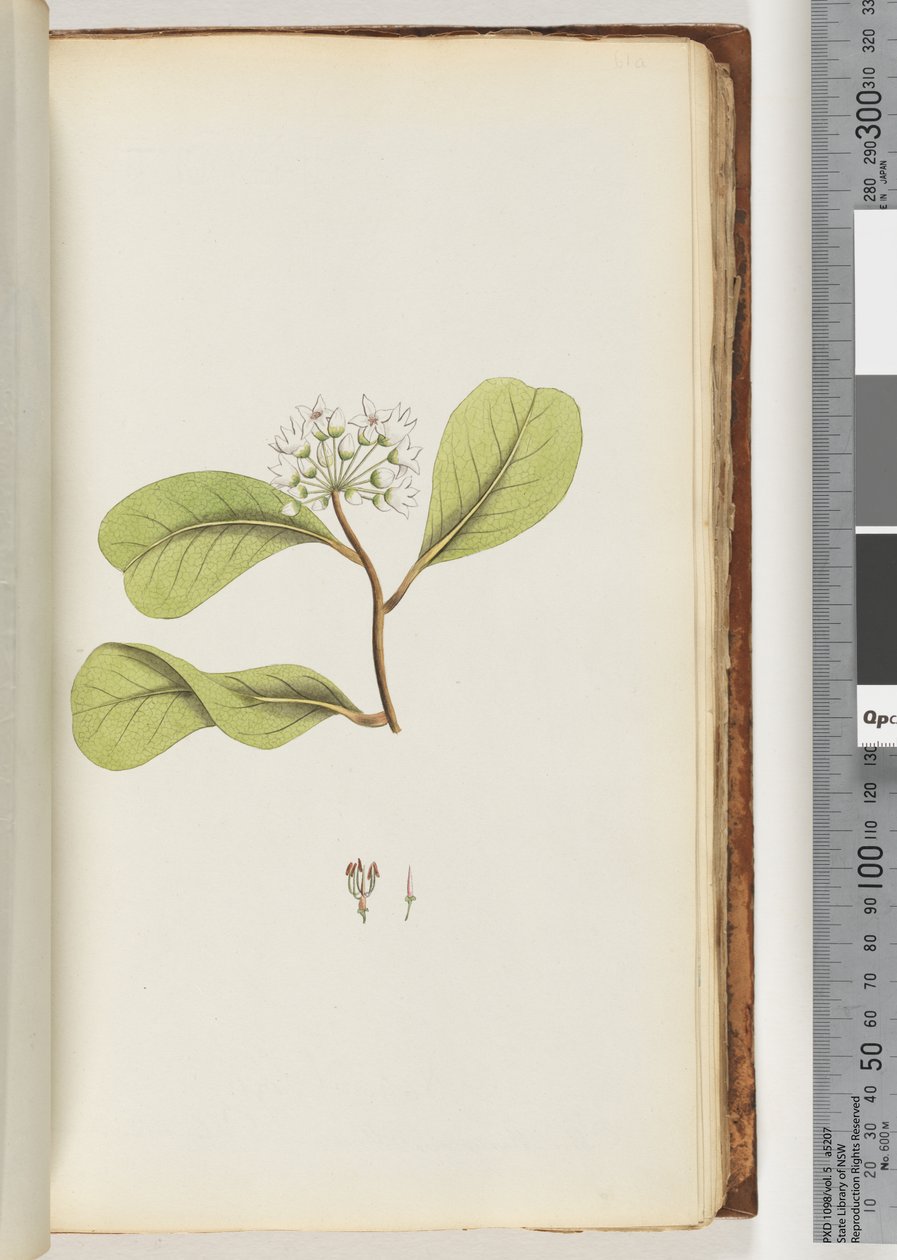 Page 61a. Le Mangrove - Unknown artist