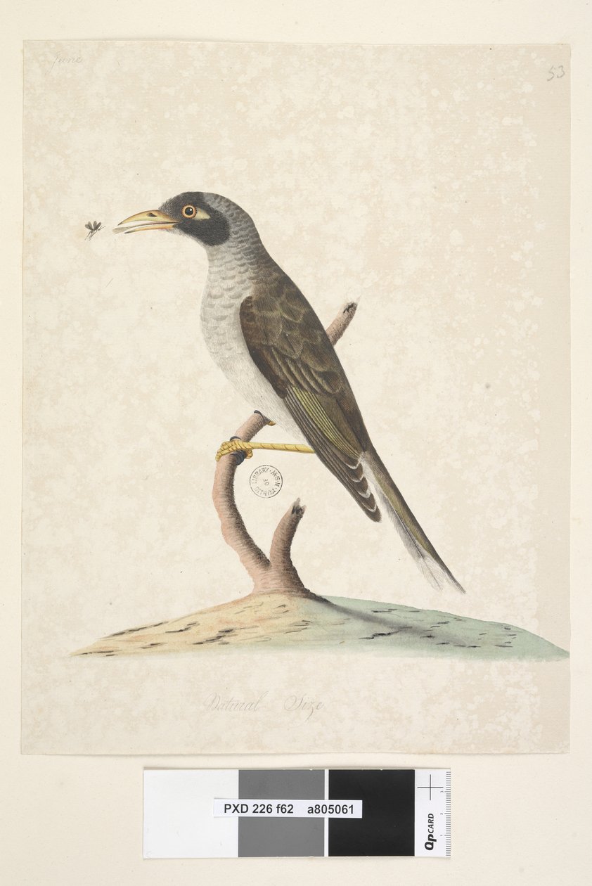 Page 62. Juin. Taille naturelle Noisy Miner Myzantha melanocephala, 1791-92 - Unknown artist