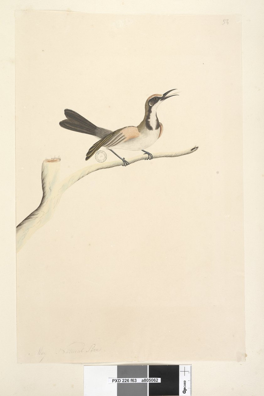 Page 63. Mai. Taille naturelle Tawny Crowned Honeyeater Phylidonyris melanops, 1791-92 - Unknown artist