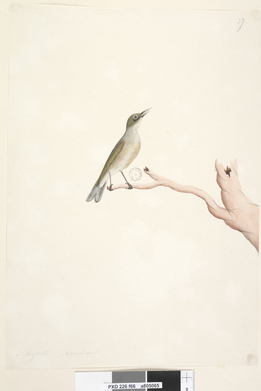 Page 66. Août. Taille naturelle, Grey, Backed Silvereye Zosterops lateralis - Unknown artist