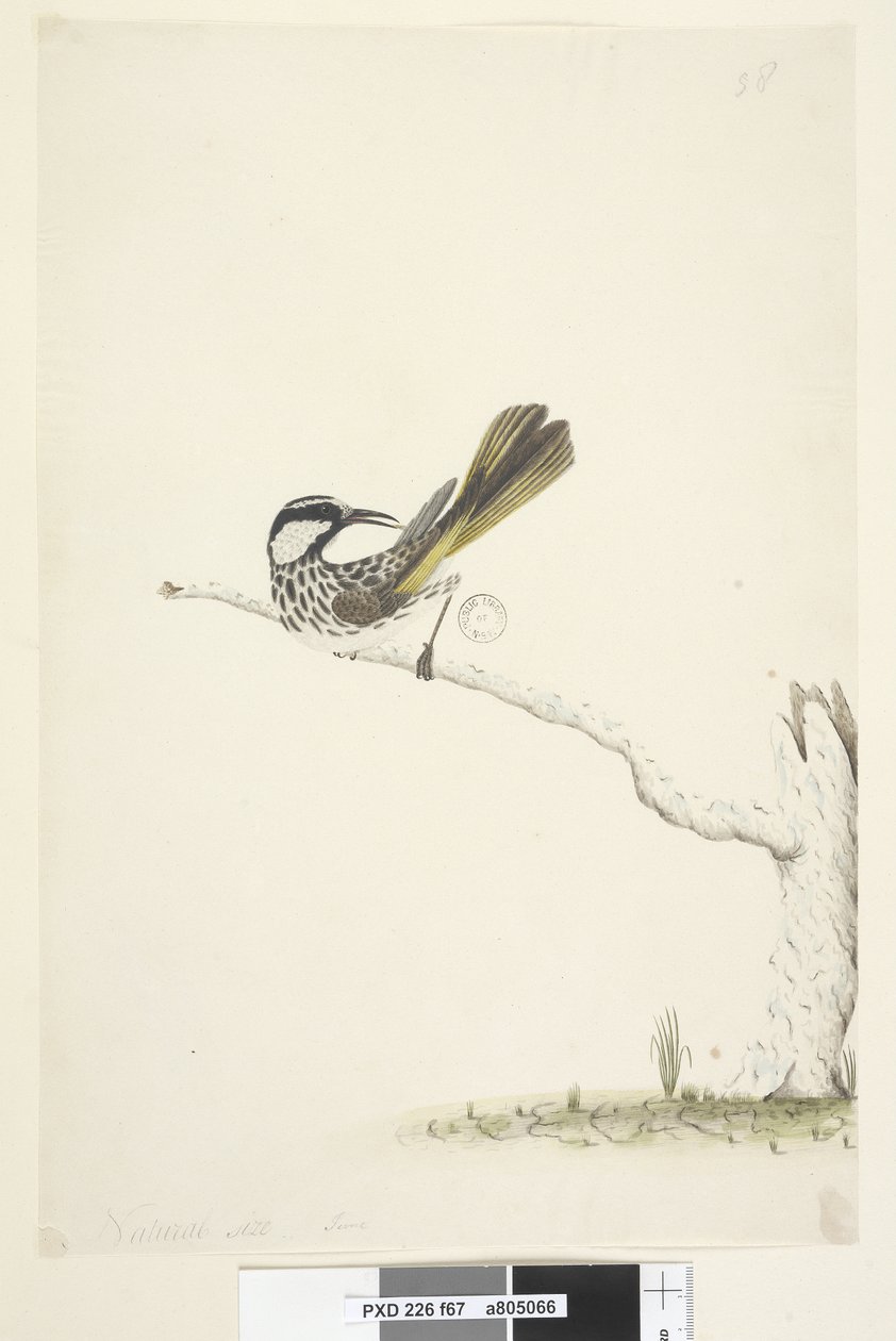 Page 67. Taille réelle, juin Méliphage à joues blanches Phylidonyris nigra, 1791-92 - Unknown artist