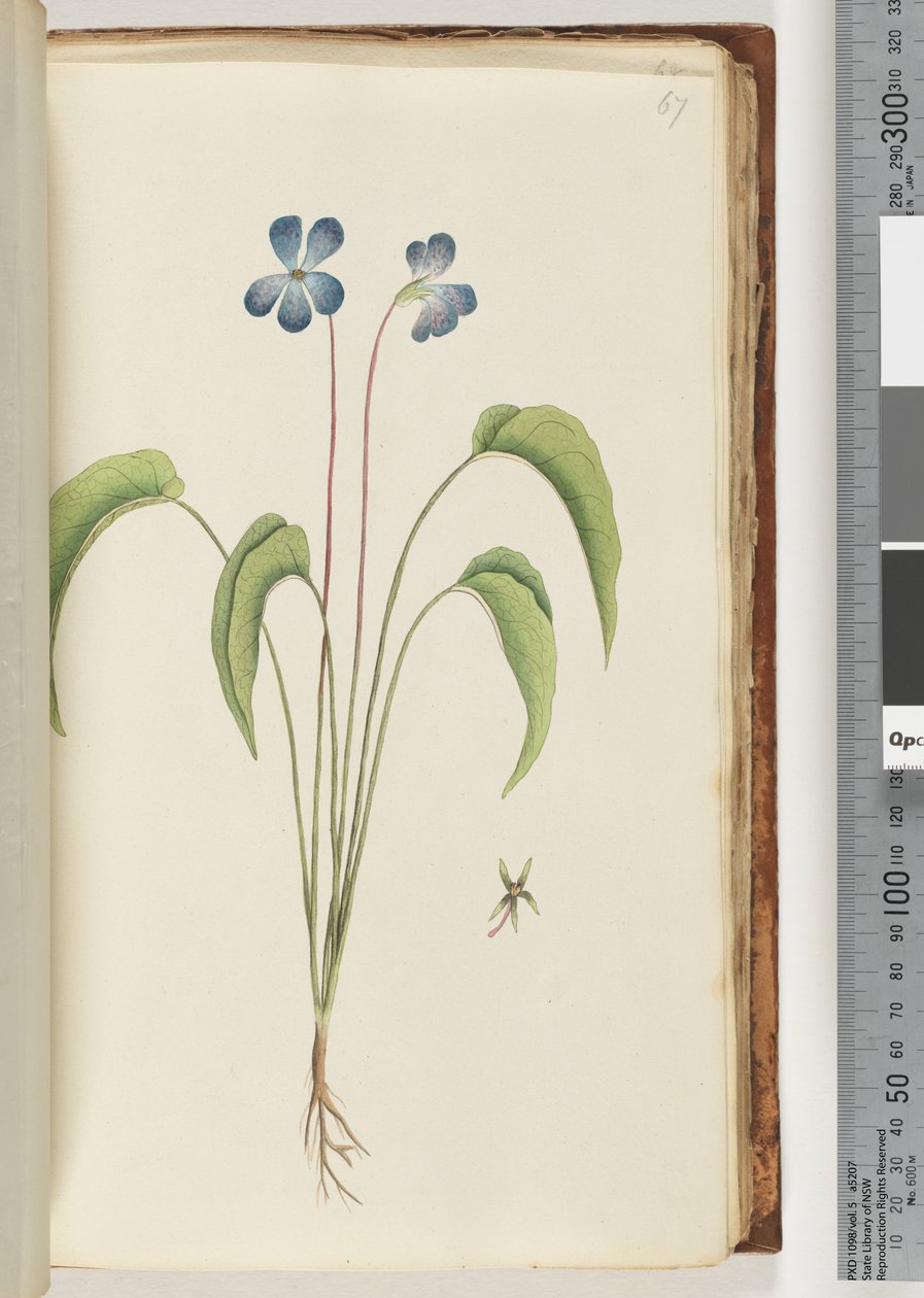 Plante non identifiée - Unknown artist