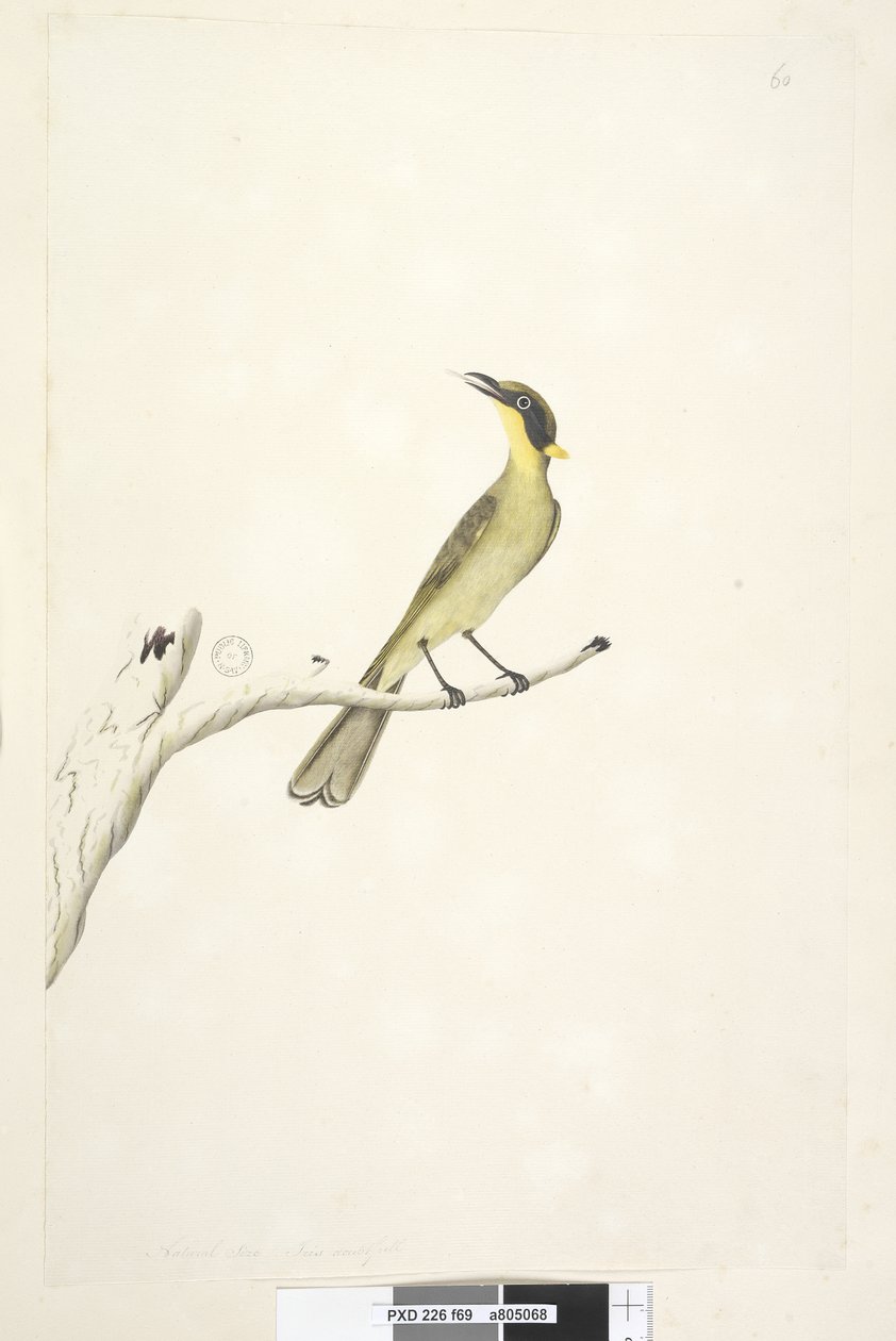 Page 69. Taille naturelle. Iris douteux, Yellow, Tufted Honeyeater Lichenostomus melanops - Unknown artist