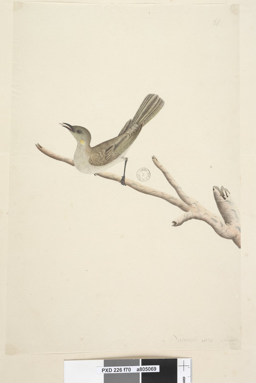 Page 70. Taille naturelle. August Fuscous Honeyeater Lichenostomus fuscus, 1791-92 - Unknown artist