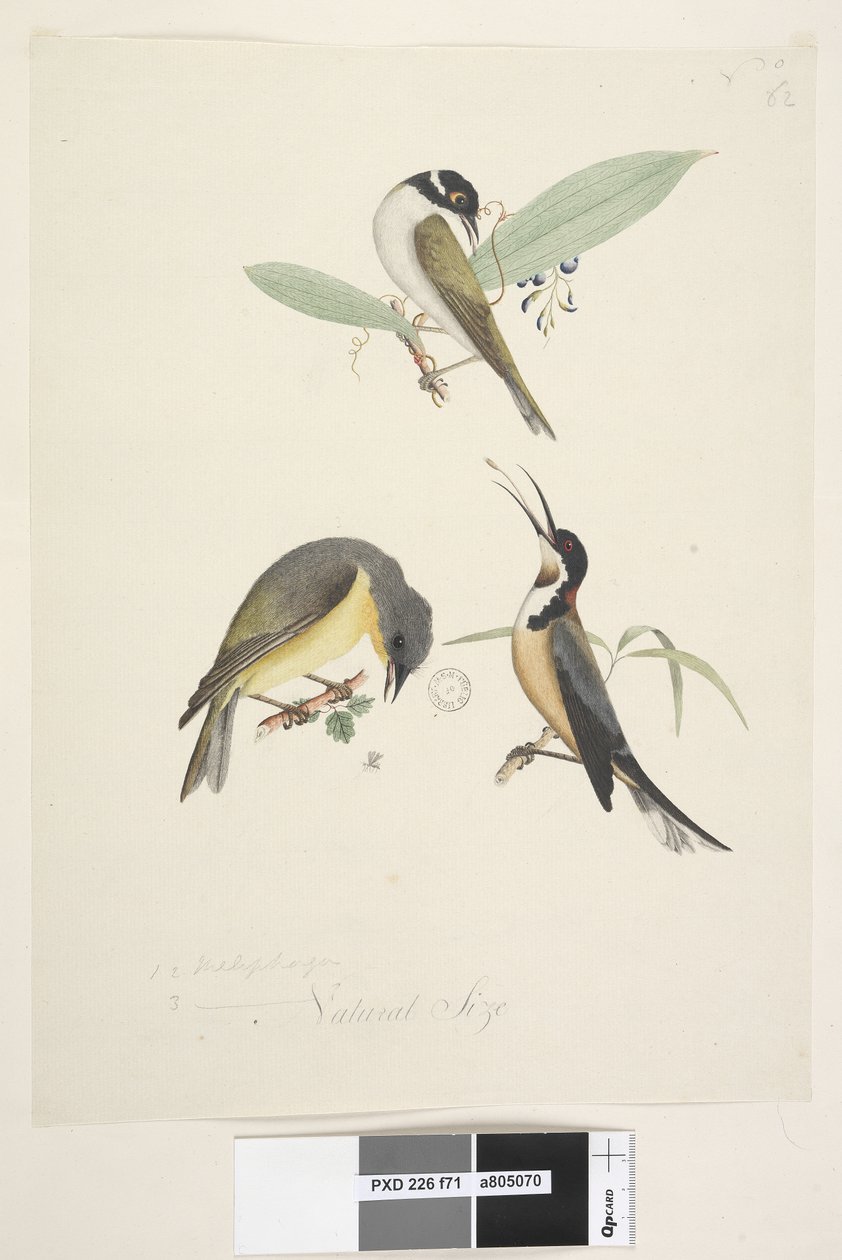 Page 71. Trois oiseaux sont montrés : 1. White, Naped Honeyeater - Unknown artist