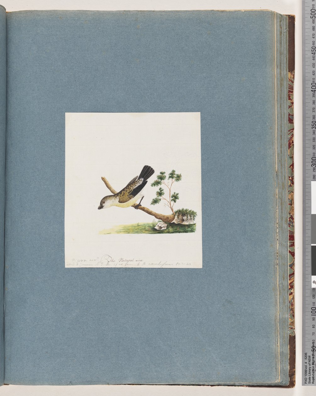 Page 71. Oiseau non identifié. Pipra new - Unknown artist