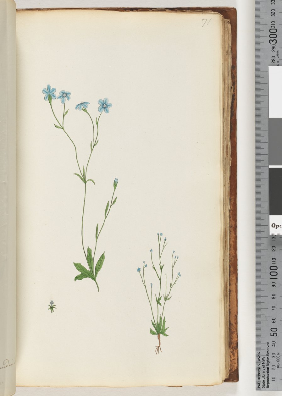 Page 71. Plante non identifiée - Unknown artist