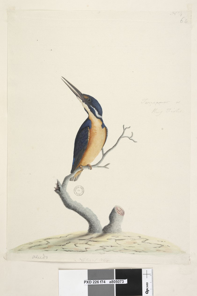 Page 74. Martin-pêcheur. Taille naturelle Martin-pêcheur azuré Alcedo azurea, 1791-92 - Unknown artist