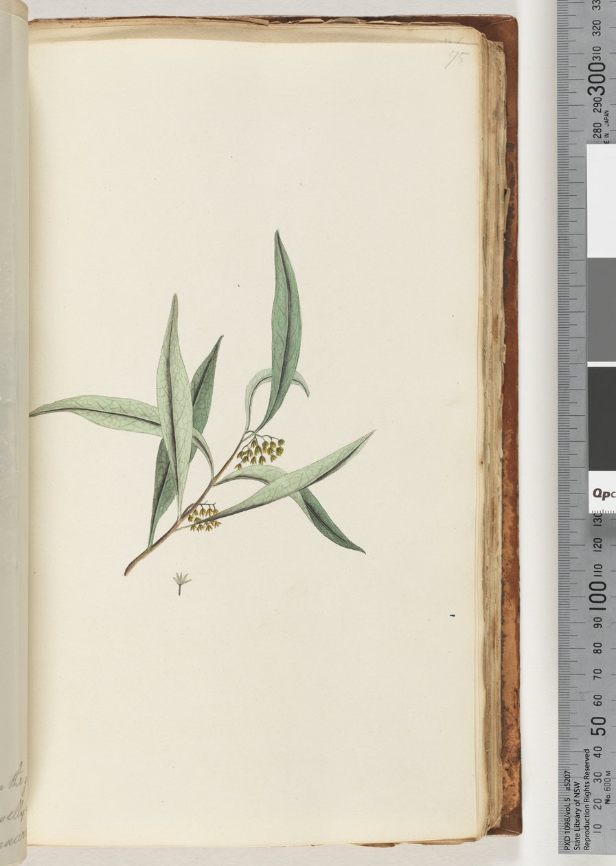 Page 75. Plante non identifiée - Unknown artist