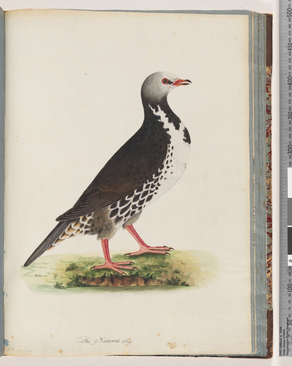 Page 76. Oiseau non identifié - Unknown artist