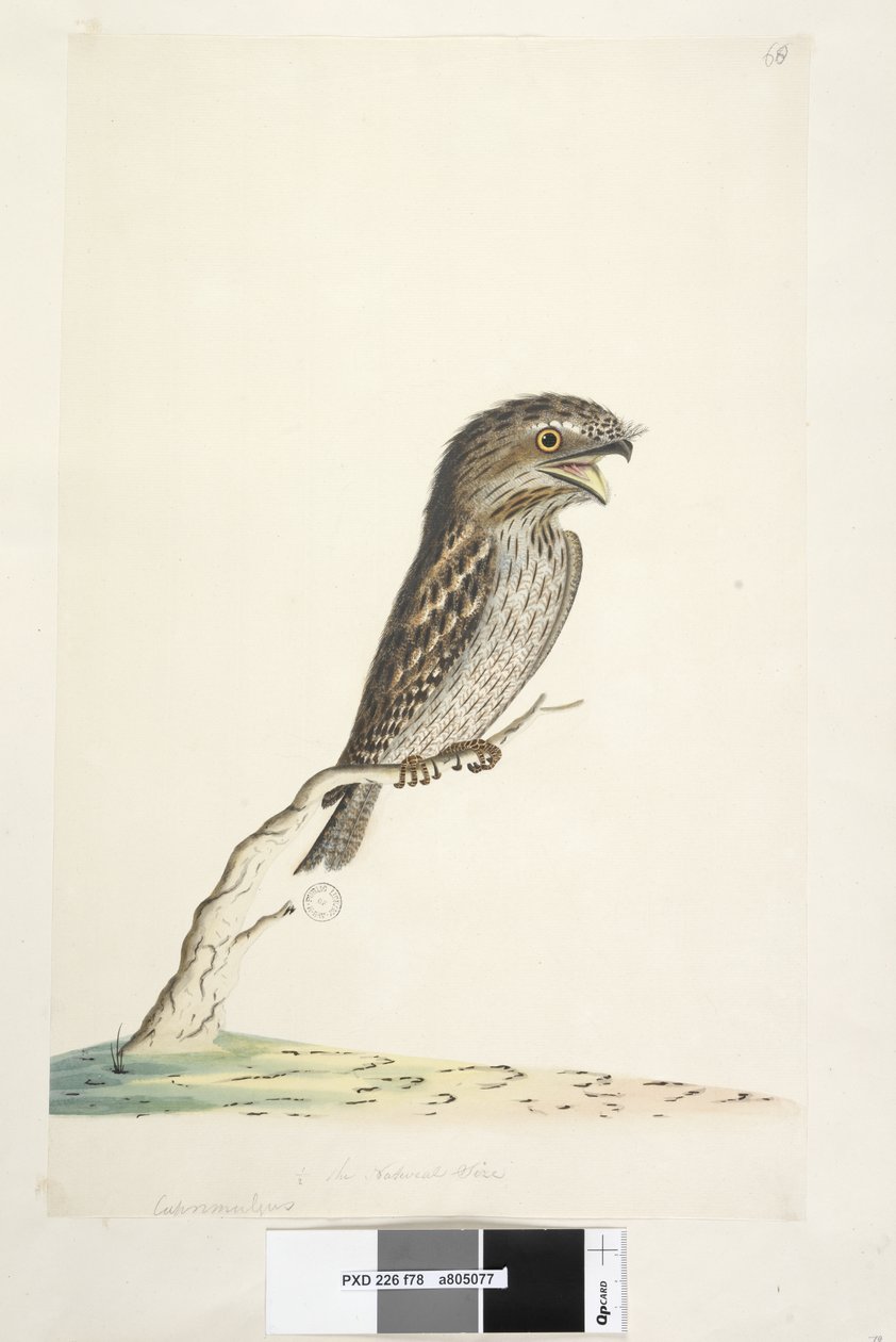 Page 78. Caprimulgus. au centre inférieur dans une autre main 1/2 de la taille naturelle Podarge grisâtre Podargus strigoides, 1791-92 - Unknown artist