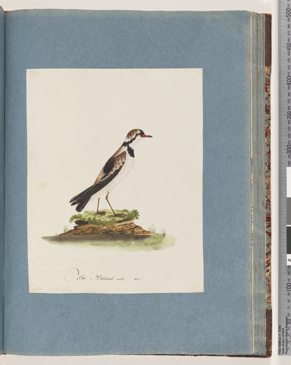 Page 79. Pluvier à front noir. Charadrius Hiaticula - Unknown artist