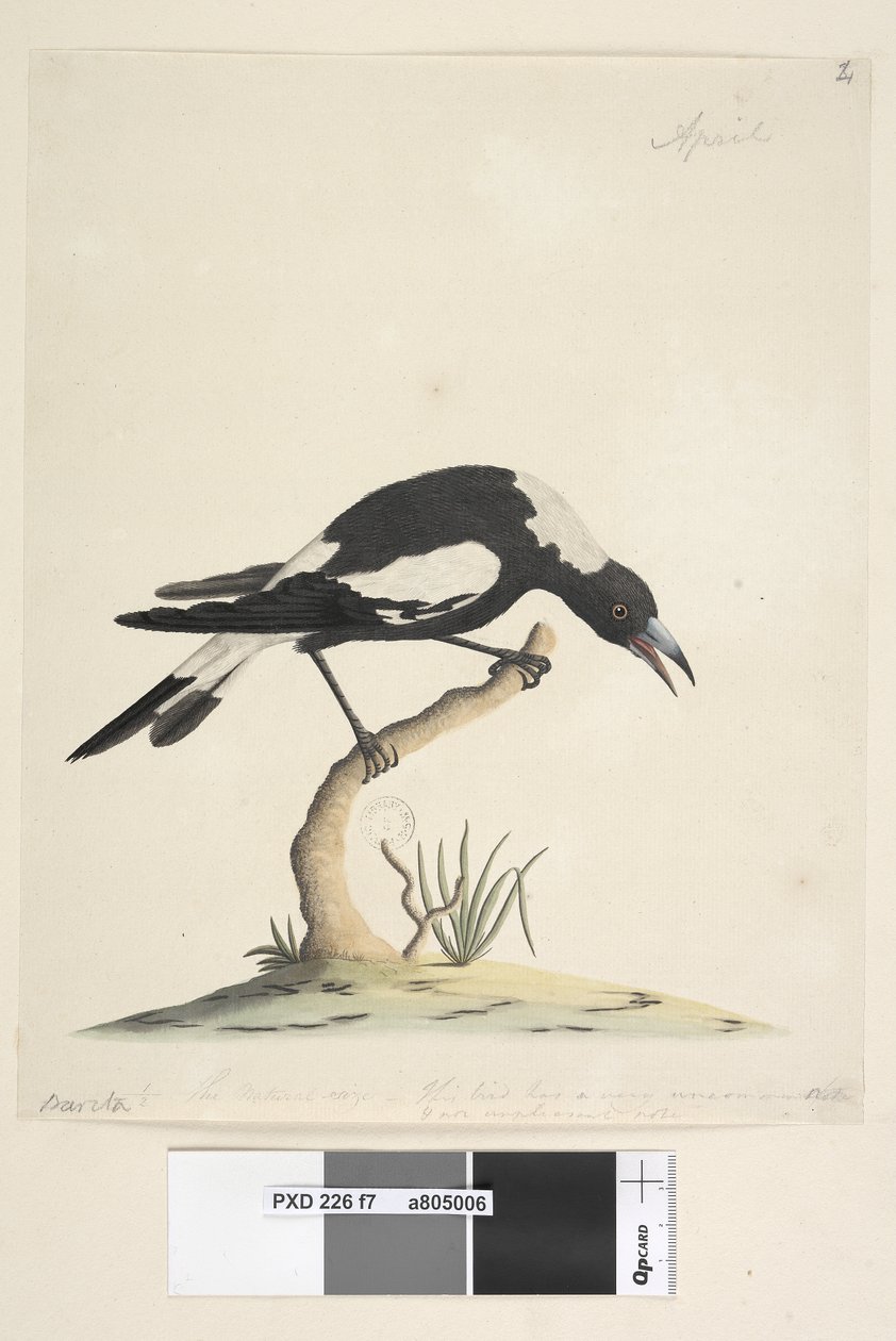 Page 7. Barita. suivant le titre dans une autre main 1/2 de la taille naturelle. une autre note dans une troisième main, lit Cet oiseau a une note très inhabituelle et non désagréable. Pie à dos noir Gymnorhina tibicen, 1791-92 - Unknown artist