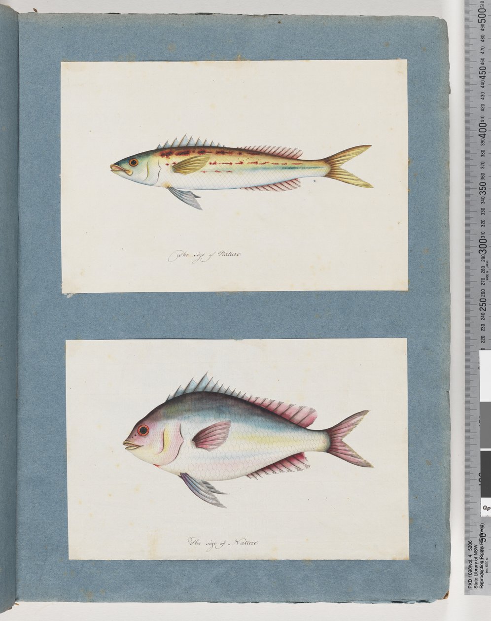 Page 7. Poisson non identifié. 8. Poisson non identifié - Unknown artist