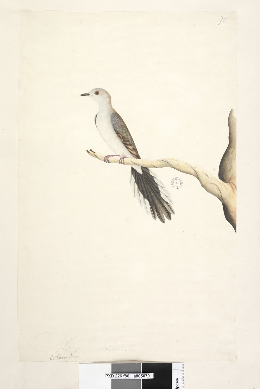 Page 80. Columba. Mai. Taille réelle Diamond Dove Geopelia cuneata, 1791-92 - Unknown artist