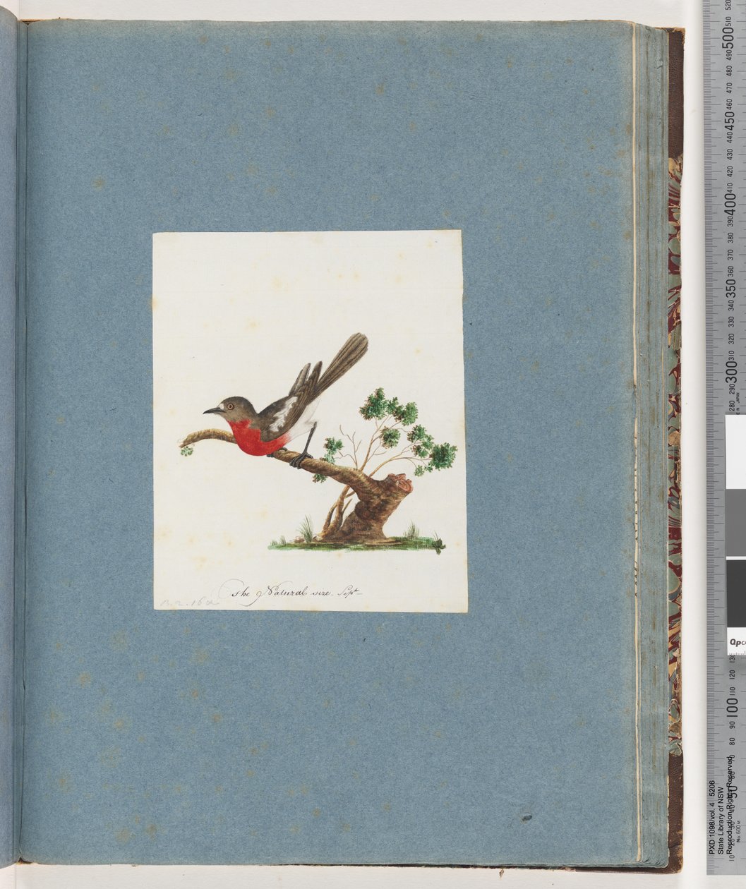 Page 81. Rouge-gorge écarlate - Unknown artist