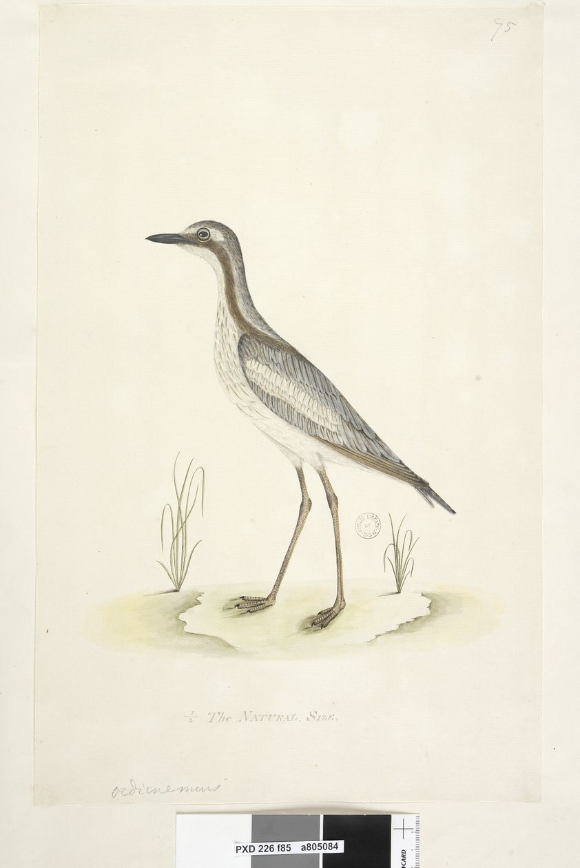 Page 85. Oedicnemus. Curlew de pierre du sud, Burhinus magnirostris, 1791-92 - Unknown artist
