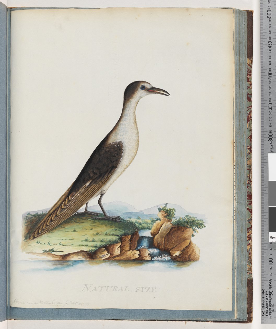 Sterne fuligineuse. Sterna novae Hollandae. Sterne de Nouvelle-Hollande - Unknown artist