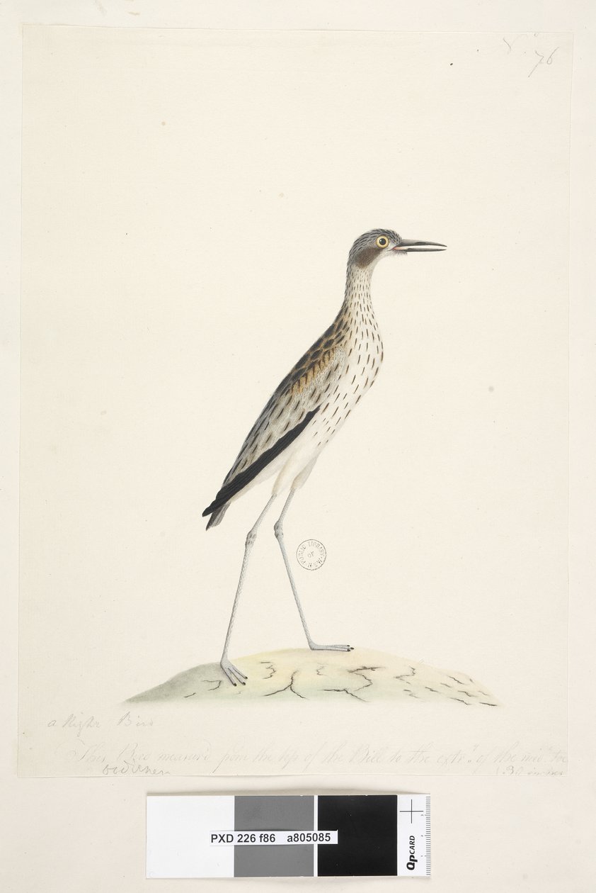 Page 86. Un oiseau de nuit. Oedicnemus. Curlew de pierre du sud, Burhinus magnirostris, 1791-92 - Unknown artist